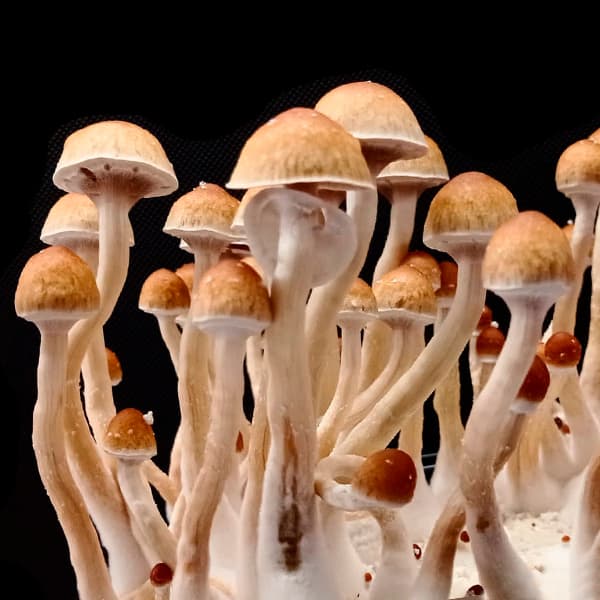 Grow Kit Melmac