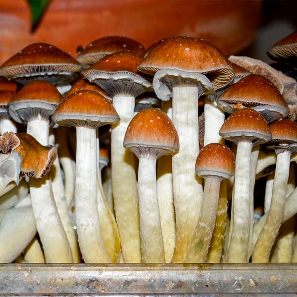 Grow Kit Mexicana