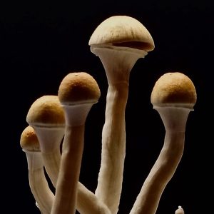 Grow Kit B+ AK-47