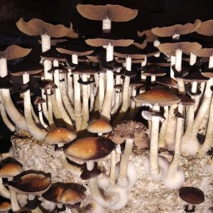 Grow Kit Ecuatoriana