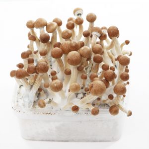 Grow Kit MC Kennaii
