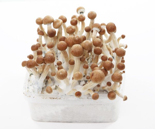 Grow Kit MC Kennaii