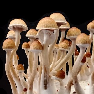 Grow Kit Melmac