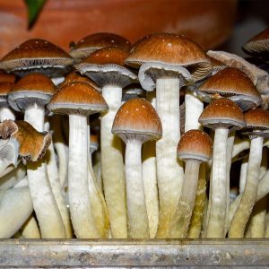 Grow Kit Mexicana